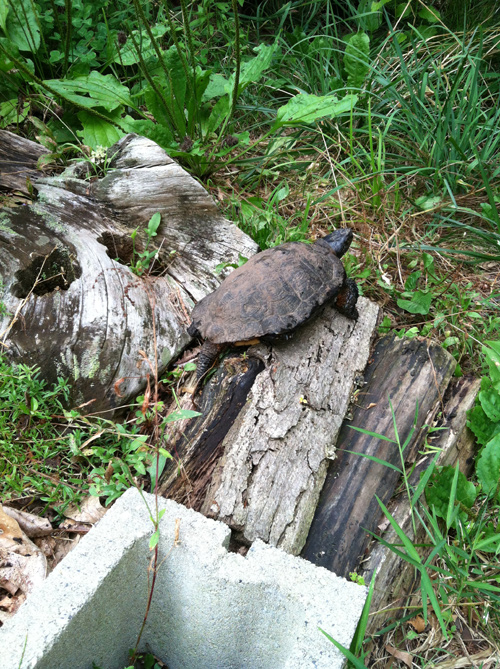 Wood turtle